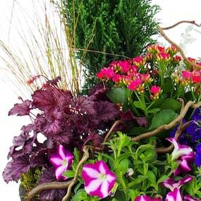 Zoom 1 de la Composition de plantes rose & bleue "Plantae" | L'Agitateur Floral