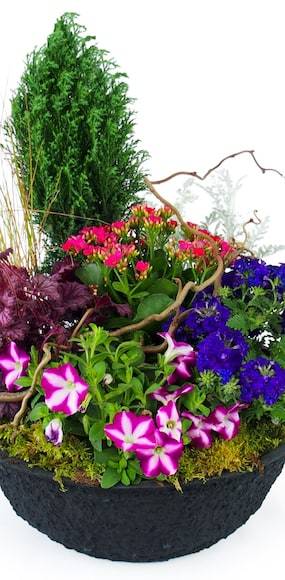 Zoom 3 de la Composition de plantes rose & bleue "Plantae" | L'Agitateur Floral