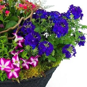 Zoom 4 de la Composition de plantes rose & bleue "Plantae" | L'Agitateur Floral