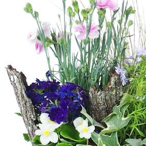 Zoom 1 de la Composition de plantes mauve & bleue "Dulcis" | L'Agitateur Floral