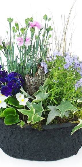 Zoom 3 de la Composition de plantes mauve & bleue "Dulcis" | L'Agitateur Floral