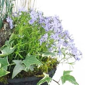 Zoom 4 de la Composition de plantes mauve & bleue "Dulcis" | L'Agitateur Floral