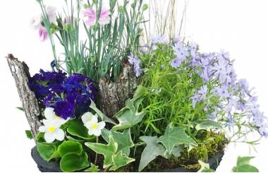 Zoom image de la Composition de plantes mauve & bleue "Dulcis" | L'Agitateur Floral