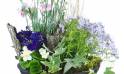 Zoom image de la Composition de plantes mauve & bleue "Dulcis" | L'Agitateur Floral