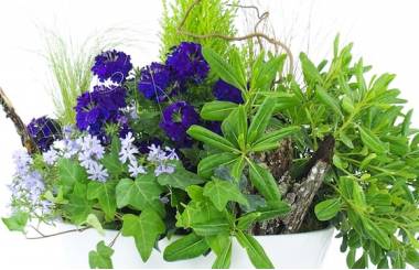 Zoom image de la Composition de plantes mauve & bleue "Naturae" | L'Agitateur Floral