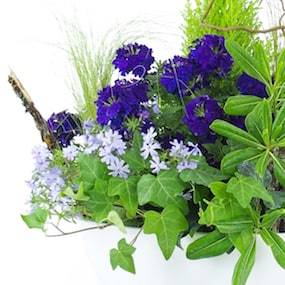 Zoom 1 de la Composition de plantes mauve & bleue "Naturae" | L'Agitateur Floral