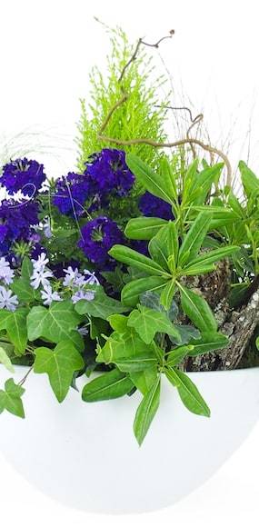 Zoom 3 de la Composition de plantes mauve & bleue "Naturae" | L'Agitateur Floral