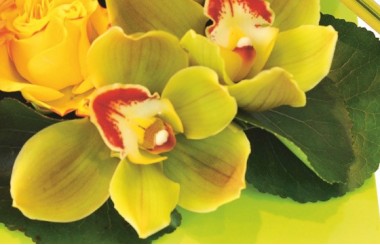 Image de l'orchidée dans les tons vert de la composition de fleurs