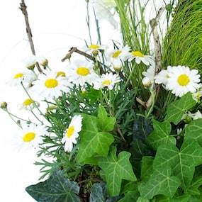 Zoom 1 de la Composition de plantes blanches "Chamomilla" | L'Agitateur Floral