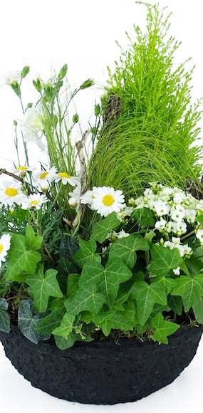 Zoom 3 de la Composition de plantes blanches "Chamomilla" | L'Agitateur Floral