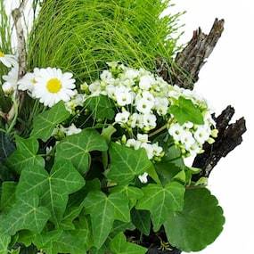 Zoom 4 de la Composition de plantes blanches "Chamomilla" | L'Agitateur Floral