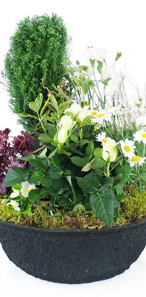 Zoom 3 de la Coupe de deuil de plantes blanches "Nubes" | L'Agitateur Floral