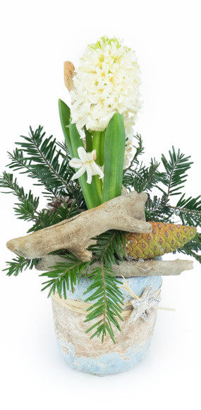 mosaïque : vue sur la Jacinthe blanche en pot