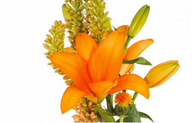 zoom sur un lys de couleur orange