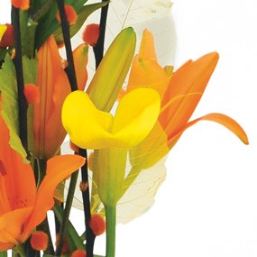 mosaïque : vue sur un calla de couleur jaune