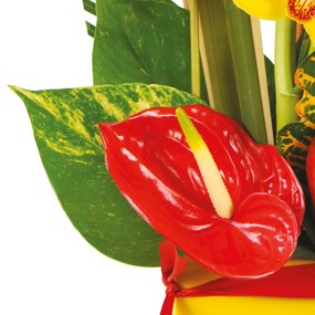 mosaïque : vue sur un anthurium rouge