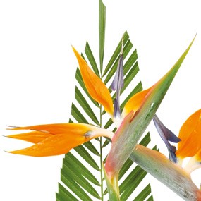 mosaïque : vue sur un strelitzia orange