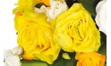 zoom sur une rose de couleur jaune