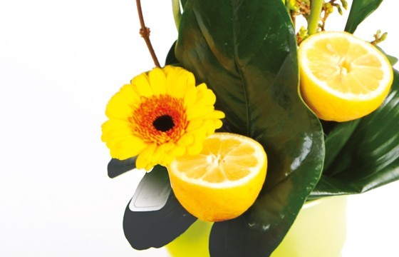 image d'un gerberas de couleur jaune