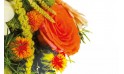 zoom sur une rose rose de la composition de fleurs orange