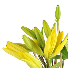 mosaïque : lys jaune de la composition de fleurs