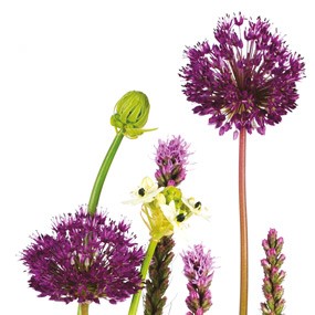 mosaïque : vue sur le haut de la création florale Découverte