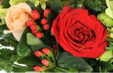 vue sur une magnifique rose rouge