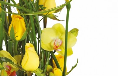 vue sur des roses jaunes et des fleurons d'orchidées