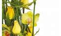 vue sur des roses jaunes et des fleurons d'orchidées
