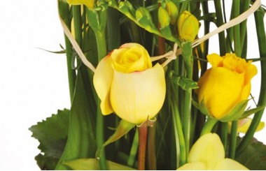 vue sur une magnifique rose jaune