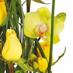 mosaïque : vue sur des fleurons d'orchidées jaunes