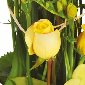 mosaïque : vue sur une rose jaune