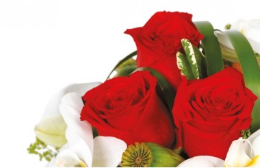 vue sur une rose rouge