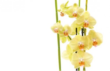 zoom sur les orchidées jaune
