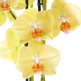 mosaïque : zoom sur une orchidée