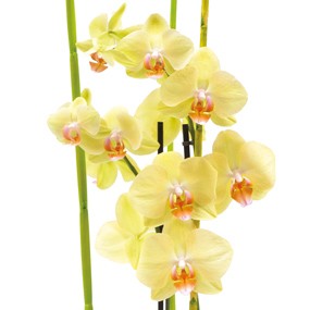 mosaïque : vue sur un ensemble d'orchidée