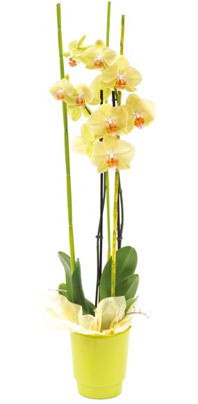 mosaïque : vue sur la plante