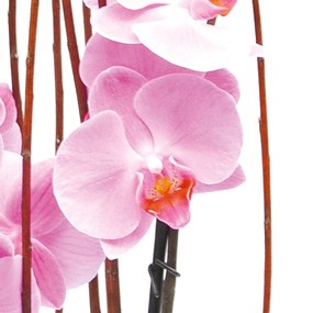 mosaïque : zoom sur un fleuron d'orchidée