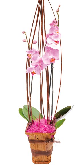 mosaïque : image de la création