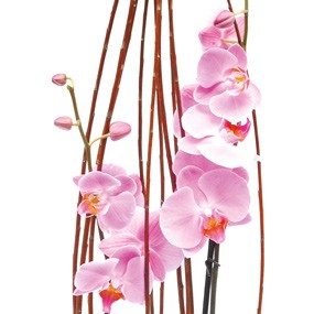 mosaïque : zoom sur tous les fleurons d'orchdiée