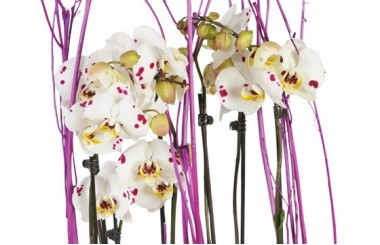 vue sur les orchidée blanches à coeurs rose