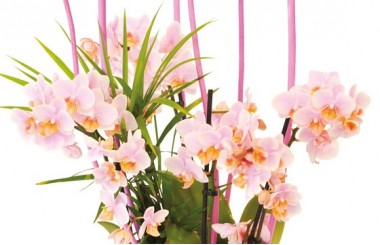 zoom sur les minis Orchidées roses Sweety