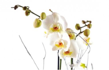 L'Agitateur Floral | zoom sur l'orchidée blanche double branche