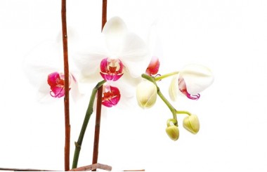 zoom sur une tige d'orchidée phalaenopsis blanche