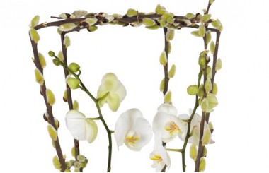 zoom sur le haut de la création florale Impératrice Cymbi