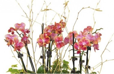 zoom sur les minis orchidées de couleur mauves