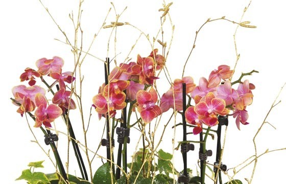 zoom sur les minis orchidées de couleur mauves