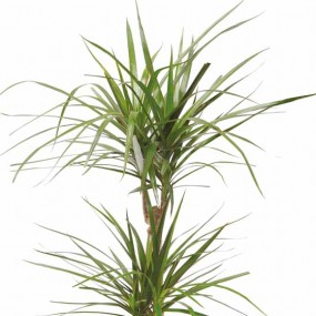 mosaïque : vue sur le haut du Dracaena