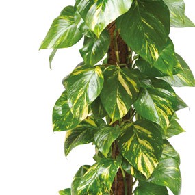 mosaïque : zoom sur le feuillage du pothos