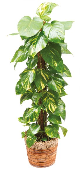 mosaïque : vue sur l'ensemble de la plante verte et fleurie